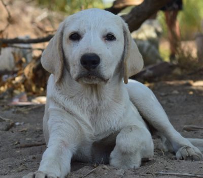 Ares (3)