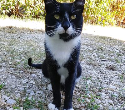 FELIX (1)