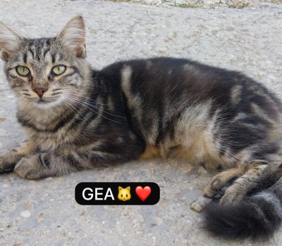 GEA (1)