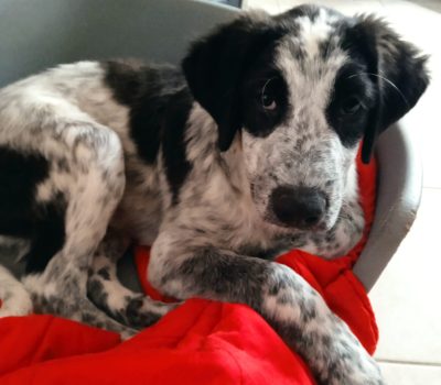 LOKY (4)