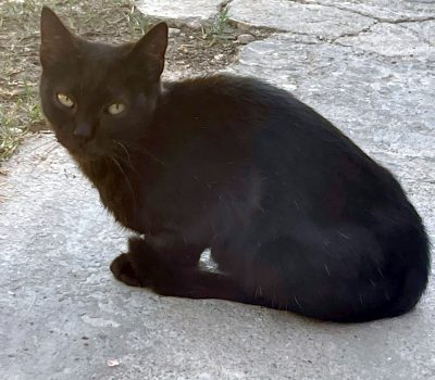 PUMA (1)
