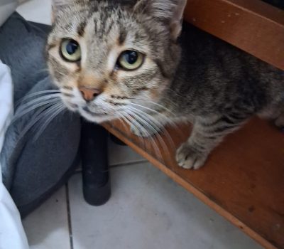 SASHA (1)