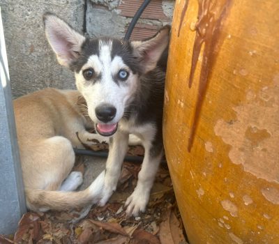 ZEUS (2)