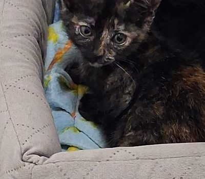 kiki