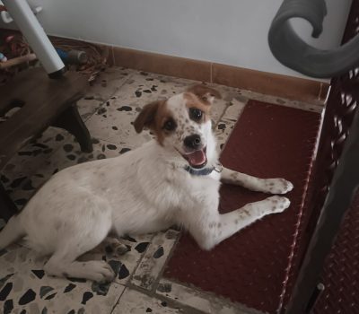 lili1
