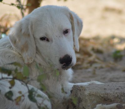 napoleone (4)