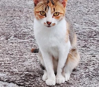 simba1